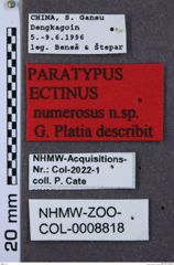 Etikette zu Ectinus numerosus (NHMW-ZOO-COL-0008818)